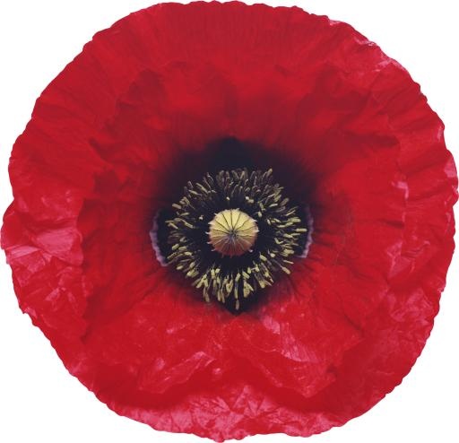 罂粟花 PNG免抠(1915x1849)