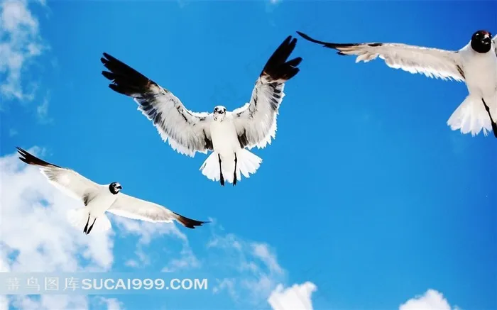 空中翱翔的白雕