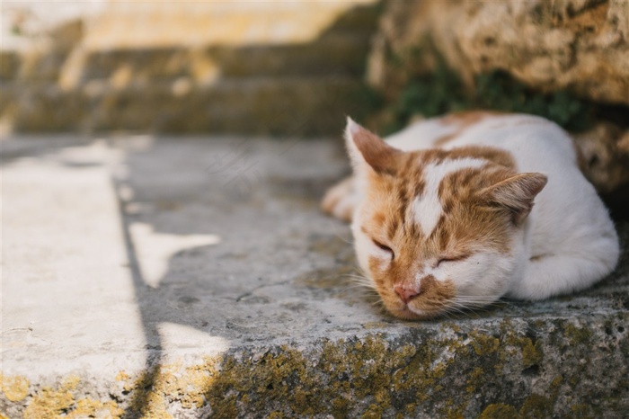 躺着睡觉的小猫素材