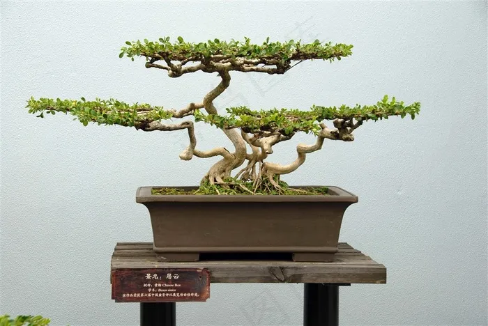 盆景高清素材