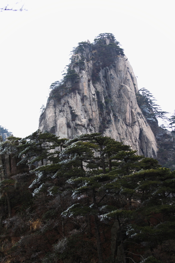 安徽黄山奇松风景图片-第8张