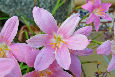 粉色野生藏红花图片