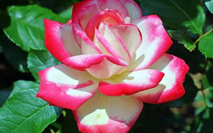 玫瑰花微距拍摄图片