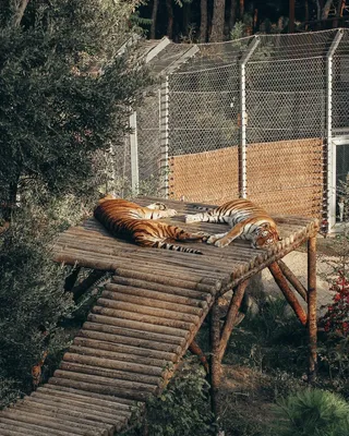 老虎背景素材图虎年配图