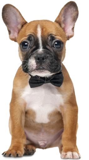 斗牛犬 PNG免抠(556x1000)
