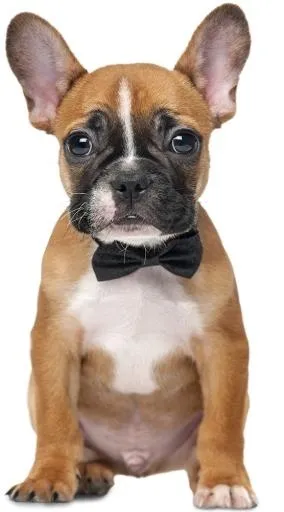 斗牛犬 PNG免抠(556x1000)
