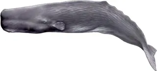 抹香鲸 PNG免抠