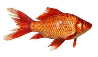 金鱼金色鱼类
