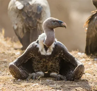 草地上几只大秃鹰