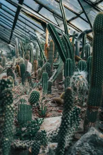 仙人掌植物园林图片 仙人掌植物园林图片