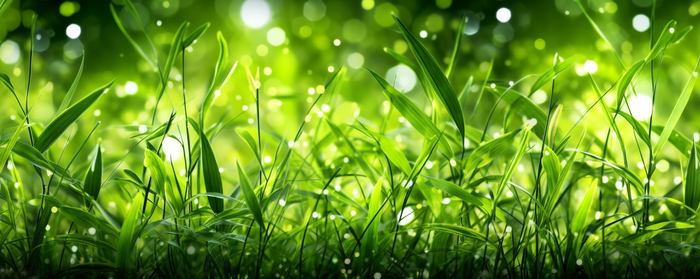 茂密的绿色草丛静距离拍摄叶子上挂载水滴摄影图