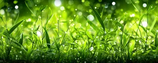 茂密的绿色草丛静距离拍摄叶子上挂载水滴摄影图