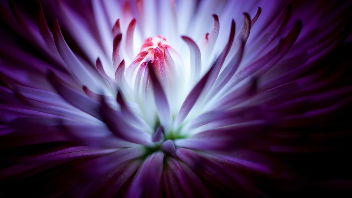 高清紫色花朵花蕊