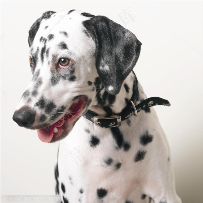 中型犬-吐着舌头的斑点狗