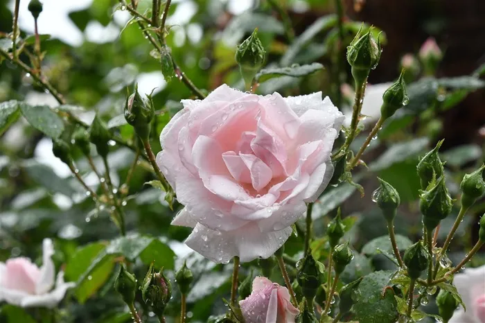玫瑰花上的露珠高清图片