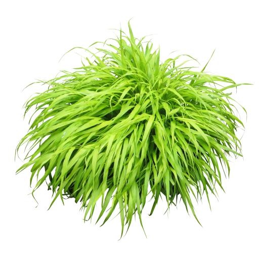 布什植物 PNG免抠(2922x2922)
