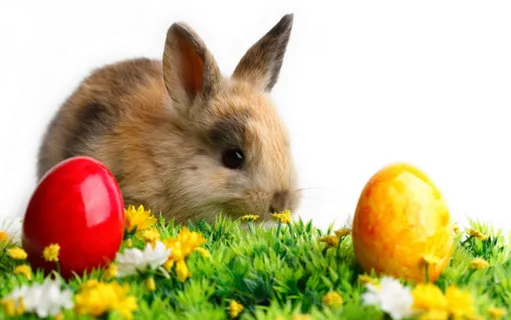 兔年万圣节兔子