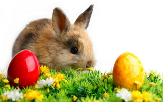 兔年万圣节兔子