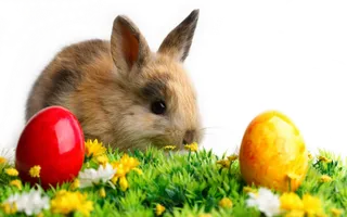 兔年万圣节兔子