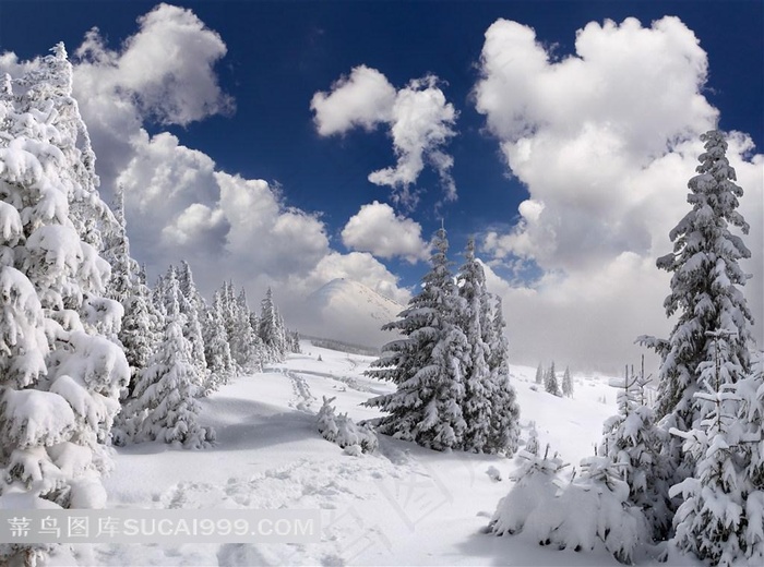 唯美森林雪景图片