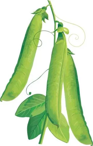 豌豆免抠