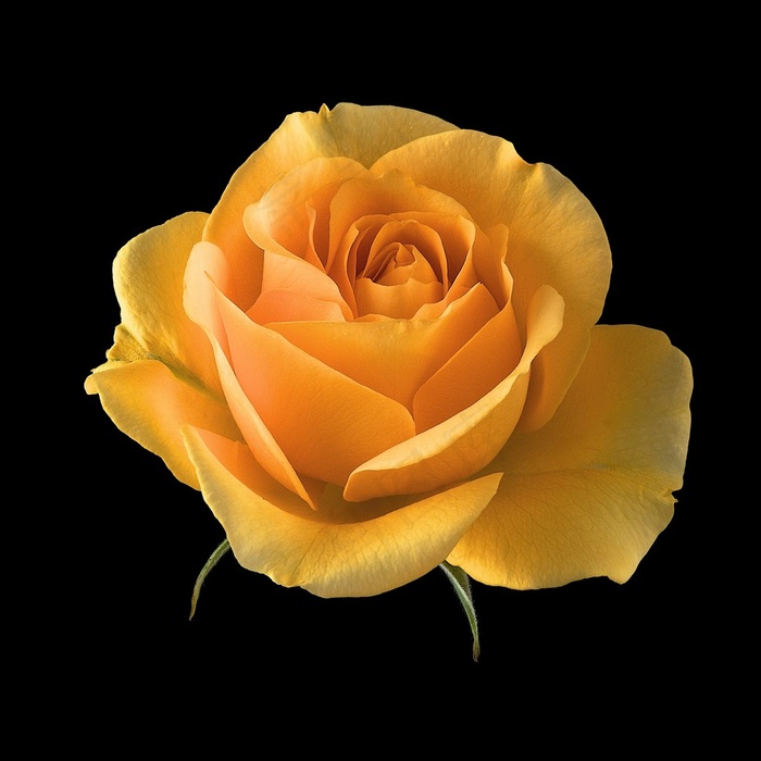 唯美黄色月季鲜花图片