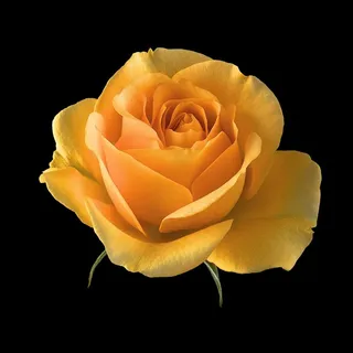 唯美黄色月季鲜花图片