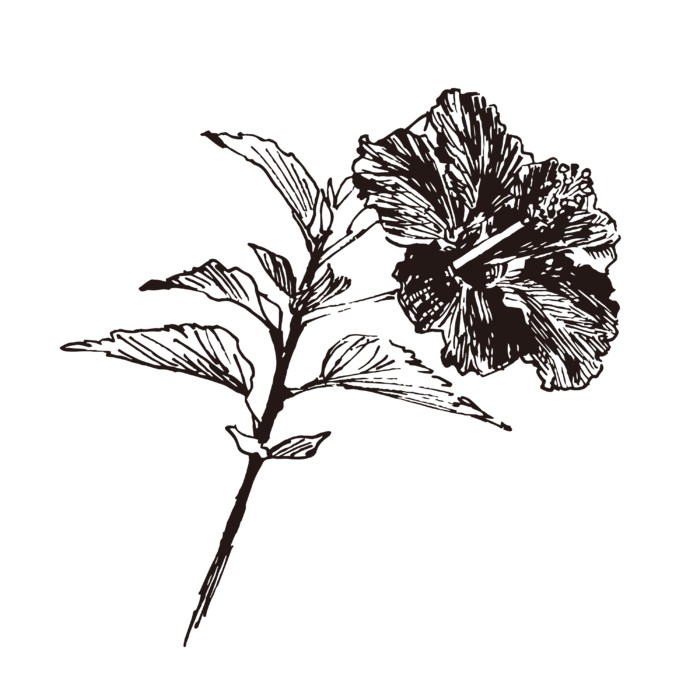 线条草本花卉手绘植物-木槿