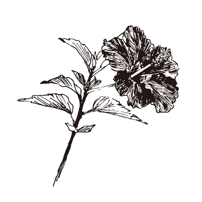 线条草本花卉手绘植物-木槿