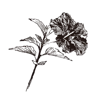 线条草本花卉手绘植物-木槿