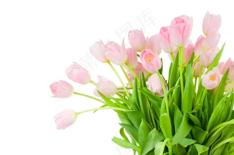 高清郁金香花束图片下载 高清郁金香花束图片下载