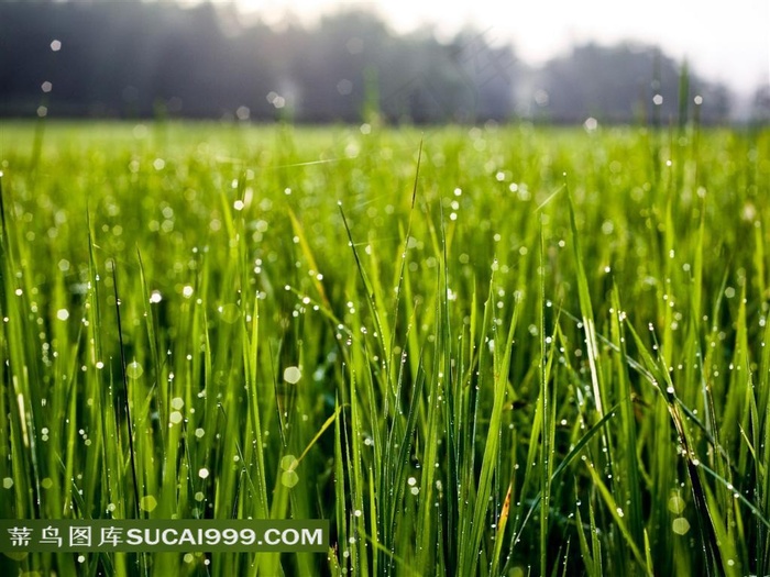 绿草如茵—草叶上的水珠