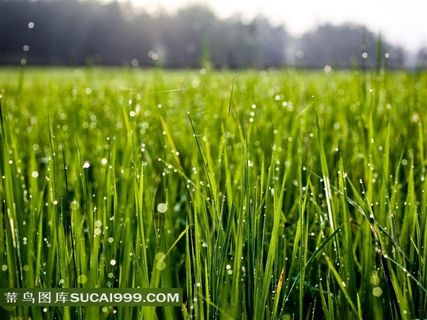 绿草如茵—草叶上的水珠