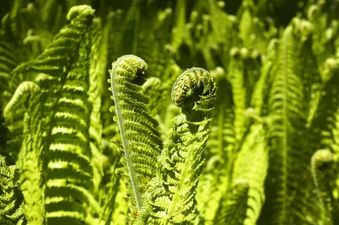 高清蕨类植物图片 高清蕨类植物图片