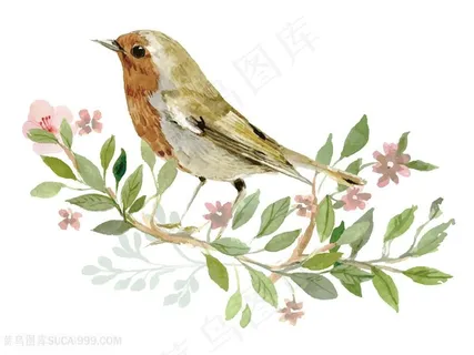 美丽花鸟图片 美丽花鸟图片