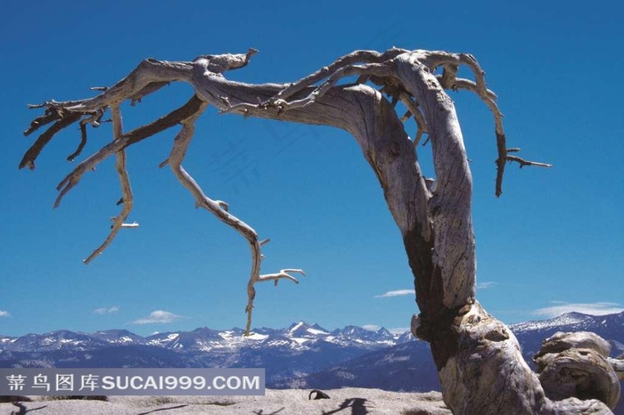 干枯死去一颗怪树