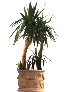 盆景透明免抠素材