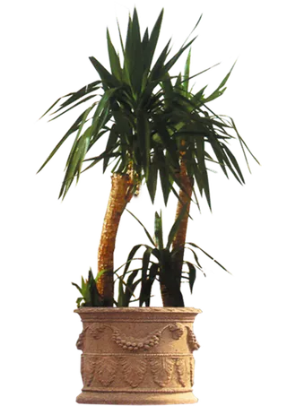 盆景透明免抠素材