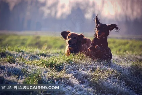 草地上嬉戏的狗狗图片 草地上嬉戏的狗狗图片