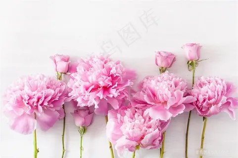 母亲节康乃馨背景