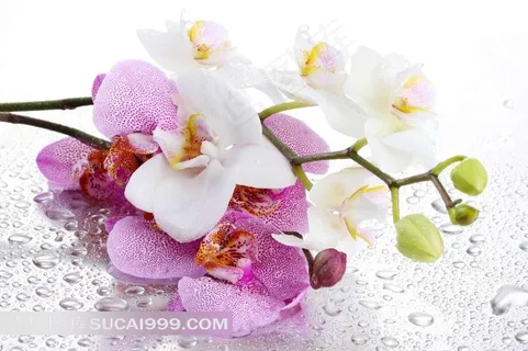 蝴蝶兰高清特写图片