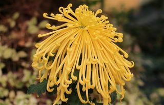 黄色菊花正在开放