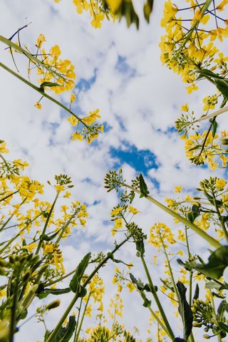 油菜花立春春天背景花图片