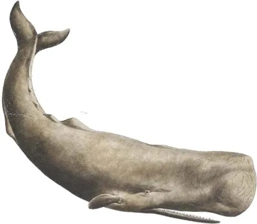 抹香鲸 PNG免抠(618x540)