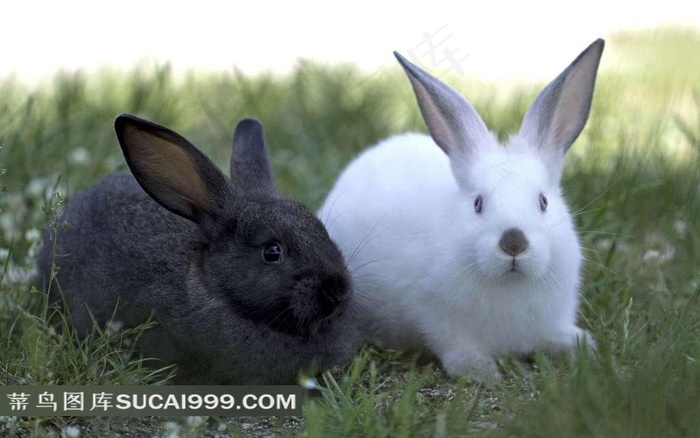 草地上的黑白兔子