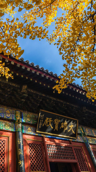 金黄唯美秋天银杏建筑景色背景