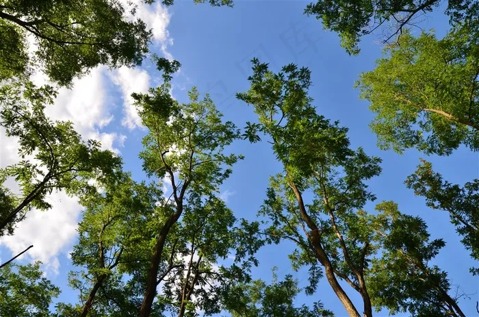 蓝天白云树林森林风景画