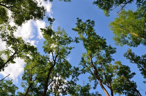 蓝天白云树林森林风景画