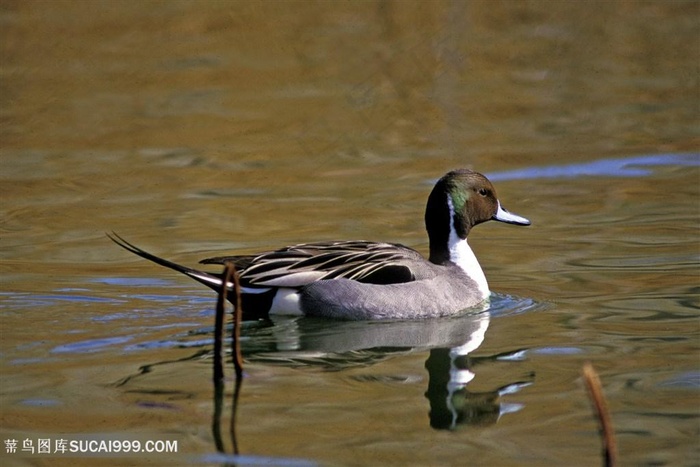 一只鸭子水上游