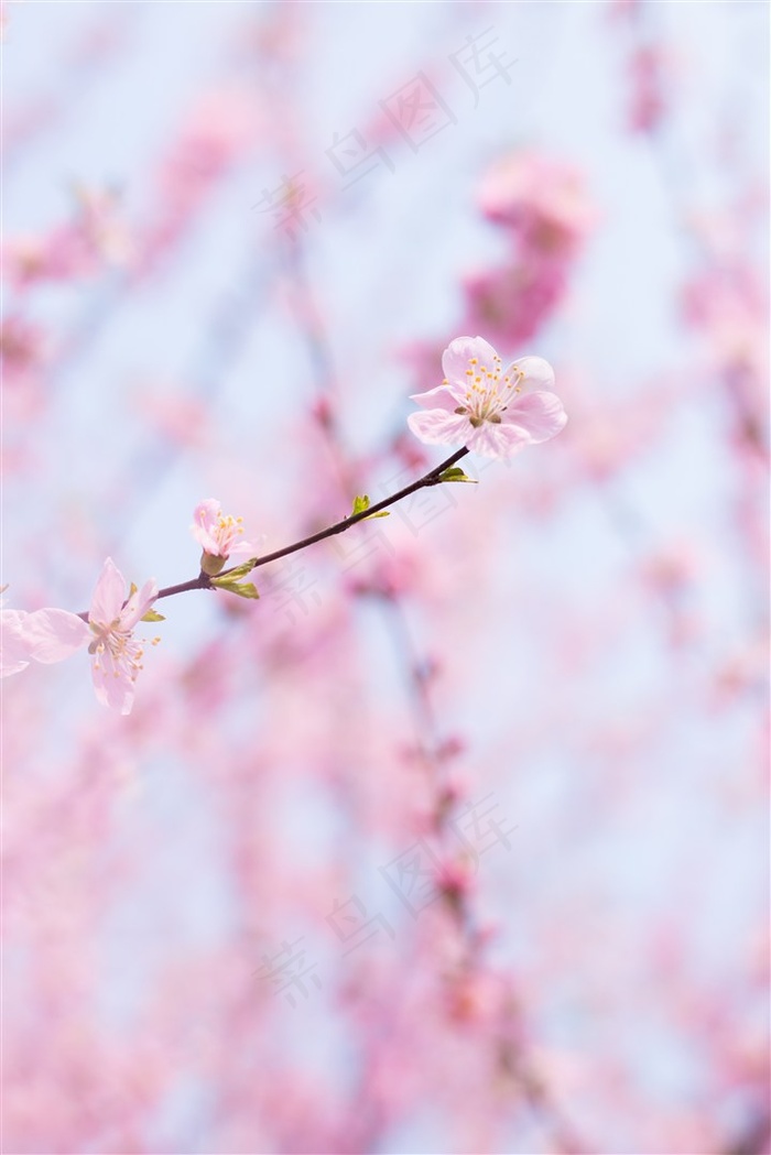 清新桃花素材图片